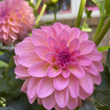 Load image into Gallery viewer, Pretty Please Dahlia Tuber