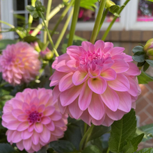 Load image into Gallery viewer, Pretty Please Dahlia Tuber