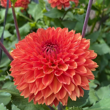 Load image into Gallery viewer, Orange Impact Dahlia Tuber - ORIM