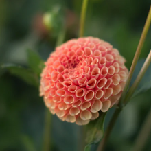 Load image into Gallery viewer, Amber Queen Dahlia Tuber - AMBQ