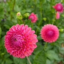 Load image into Gallery viewer, Jowey Winnie Dahlia Tuber - JWYW