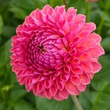 Load image into Gallery viewer, Jowey Winnie Dahlia Tuber - JWYW