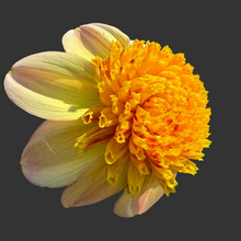 Load image into Gallery viewer, Bloomquist Golden Dahlia Tuber - BQGL