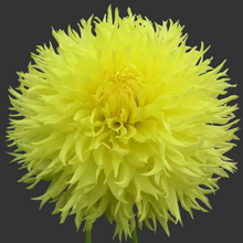 Load image into Gallery viewer, Colwood Anne Dahlia Tuber - CLWA (5 Pack)