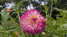 Load image into Gallery viewer, Van Isle Bold Dahlia Tuber - VIBLD (LIMIT 1)