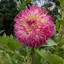 Load image into Gallery viewer, Van Isle Bold Dahlia Tuber - VIBLD (LIMIT 1)