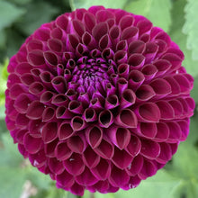 Load image into Gallery viewer, Ivanetti Dahlia Tuber -IVN
