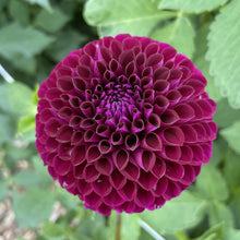 Load image into Gallery viewer, Ivanetti Dahlia Tuber -IVN