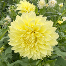 Load image into Gallery viewer, Kelvin Floodlight Dahlia Tuber - KEL