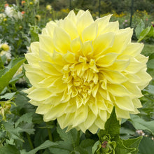 Load image into Gallery viewer, Kelvin Floodlight Dahlia Tuber - KEL