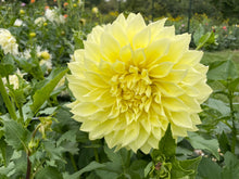 Load image into Gallery viewer, Kelvin Floodlight Dahlia Tuber - KEL