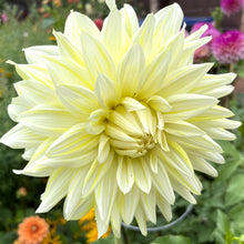 Load image into Gallery viewer, La Luna Dahlia Tuber - LAL