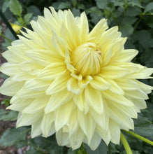 Load image into Gallery viewer, La Luna Dahlia Tuber - LAL