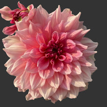 Load image into Gallery viewer, Otto's Thrill Dahlia Tuber - OTTO