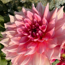 Load image into Gallery viewer, Otto's Thrill Dahlia Tuber - OTTO