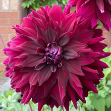 Load image into Gallery viewer, Rip City Dahlia Tuber -RIP