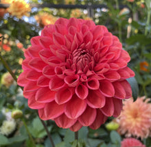 Load image into Gallery viewer, Camano Roo Dahlia Tuber - CMRO