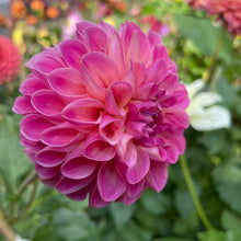 Load image into Gallery viewer, Skipley Lois Jean Dahlia Tuber - SKLJ