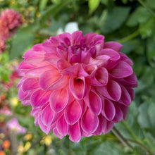 Load image into Gallery viewer, Skipley Lois Jean Dahlia Tuber - SKLJ