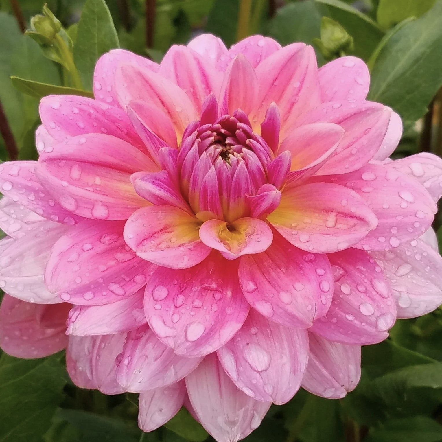 Southern Belle Dahlia Tuber - SBEL – Deva’s Gardens