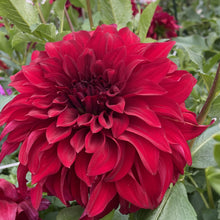 Load image into Gallery viewer, Spartacus Dahlia Tuber - SPT