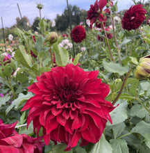 Load image into Gallery viewer, Spartacus Dahlia Tuber - SPT