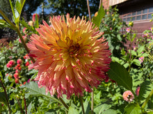 Load image into Gallery viewer, Steve O Dahlia Tuber - STVO