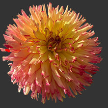 Load image into Gallery viewer, Steve O Dahlia Tuber - STVO