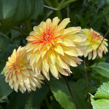 Load image into Gallery viewer, Verrone's Taylor Swift Dahlia Tuber - VRNTS