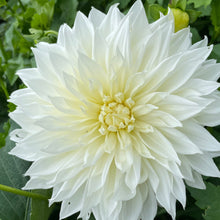 Load image into Gallery viewer, White Perfection Dahlia Tuber - WPN