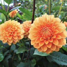 Load image into Gallery viewer, Sylvia Dahlia Tuber - SYL