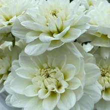 Load image into Gallery viewer, Bride To Be Dahlia Tuber - BTB