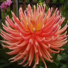 Load image into Gallery viewer, Camano Sitka Dahlia Tuber - CMST