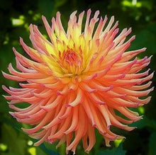 Load image into Gallery viewer, Camano Sitka Dahlia Tuber - CMST
