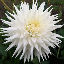 Load image into Gallery viewer, Clearview Tammy Dahlia Tuber - CLVT