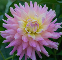 Load image into Gallery viewer, Ferncliff Cameo Dahlia Tuber - FCAM