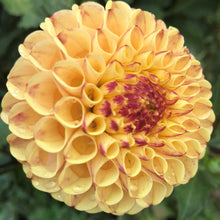 Load image into Gallery viewer, Ferncliff Spice Dahlia Tuber - FSP