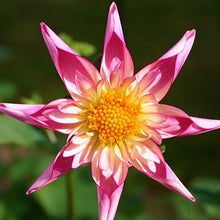 Load image into Gallery viewer, Fancy Pants Dahlia Tuber - FANP