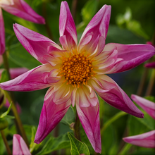 Load image into Gallery viewer, Fancy Pants Dahlia Tuber - FANP