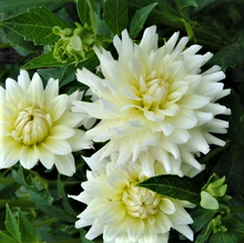 Load image into Gallery viewer, Moonstruck Dahlia Tuber - MONS