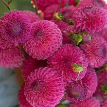 Load image into Gallery viewer, Skipley Lois Jean Dahlia Tuber - SKLJ