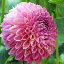 Load image into Gallery viewer, Skipley Lois Jean Dahlia Tuber - SKLJ