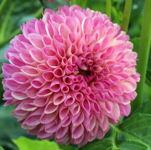 Load image into Gallery viewer, Skipley Lois Jean Dahlia Tuber - SKLJ