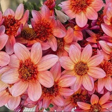 Load image into Gallery viewer, Totally Tangerine Dahlia Tuber