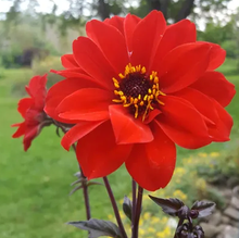 Load image into Gallery viewer, Bishop of Llandaff Dahlia Tuber - BILL