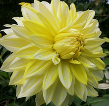 Load image into Gallery viewer, La Luna Dahlia Tuber - LAL