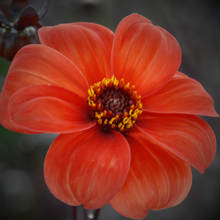 Load image into Gallery viewer, Bishop of Oxford Dhalia Tuber - BOX