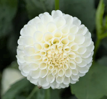 Load image into Gallery viewer, Ferncliff Snowstorm Dahlia Tuber - FSS