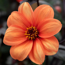 Load image into Gallery viewer, Bishop of Oxford Dhalia Tuber - BOX