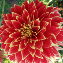 Load image into Gallery viewer, Ketchup and Mustard Dahlia Tuber - KTMS